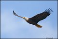 _0SB9737 american bald eagle